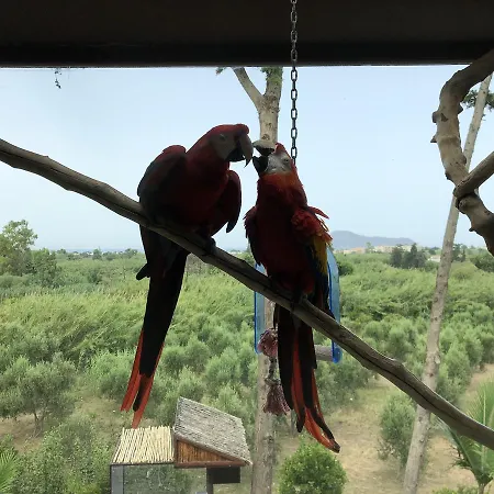 בית נופש Parrot House