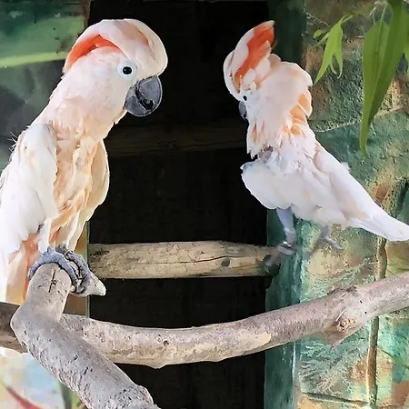 Parrot House בית נופש