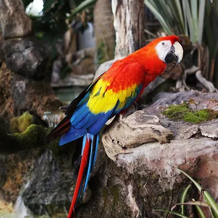 Parrot House בית נופש